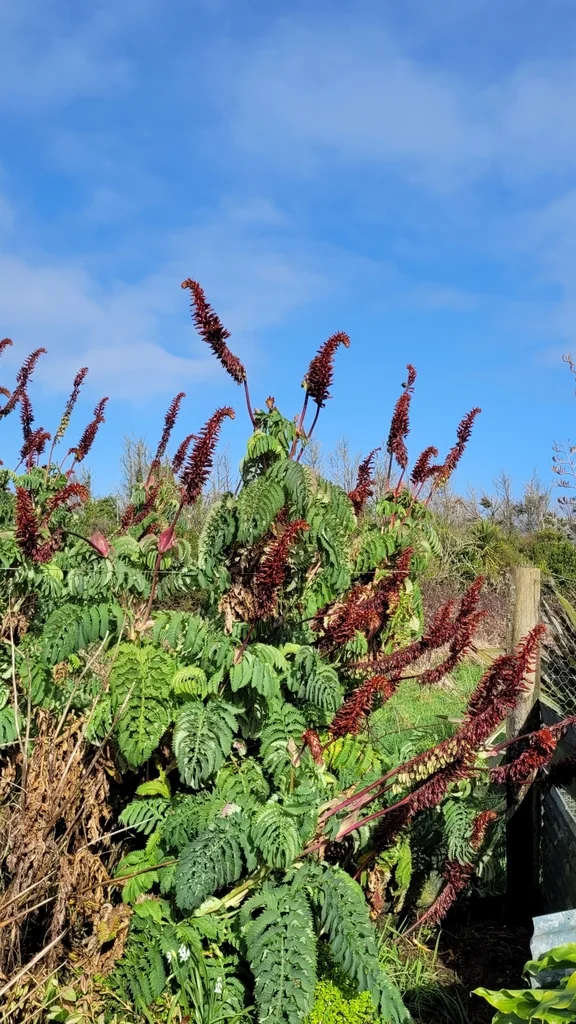 Melianthus Major