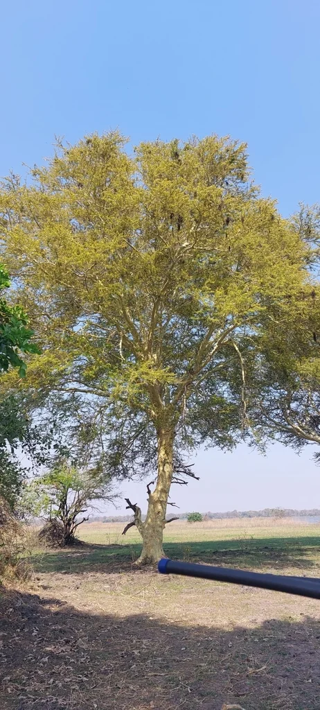 Acacia Xanthophloea