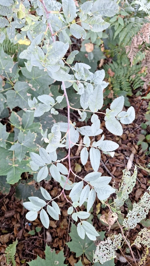 Rosa Glauca