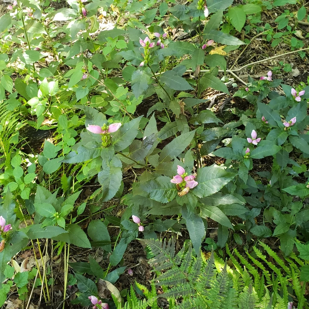 Chelone Lyonii