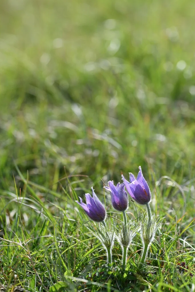 Pulsatilla Vulgaris