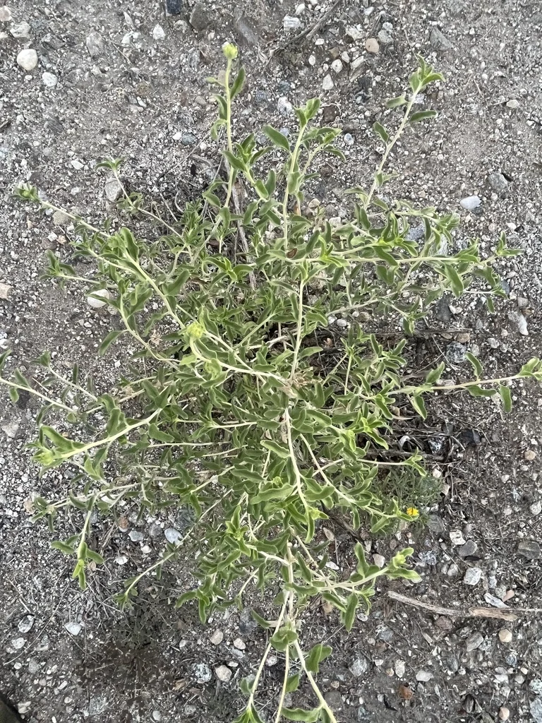 Encelia Frutescens