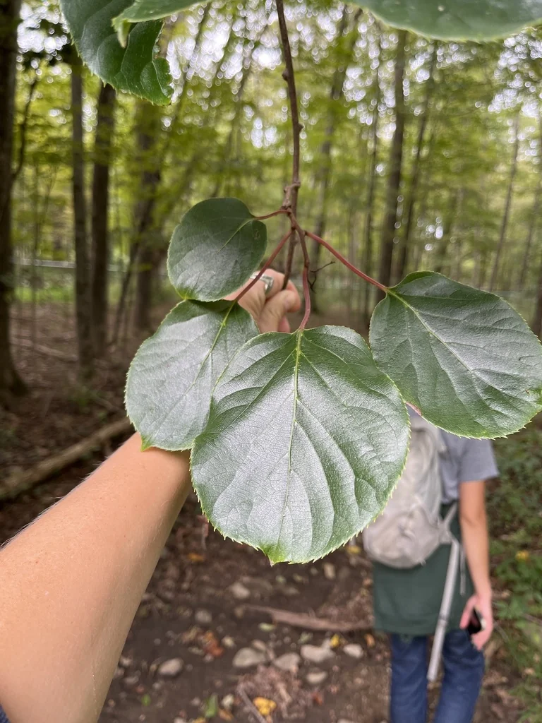 Actinidia Arguta
