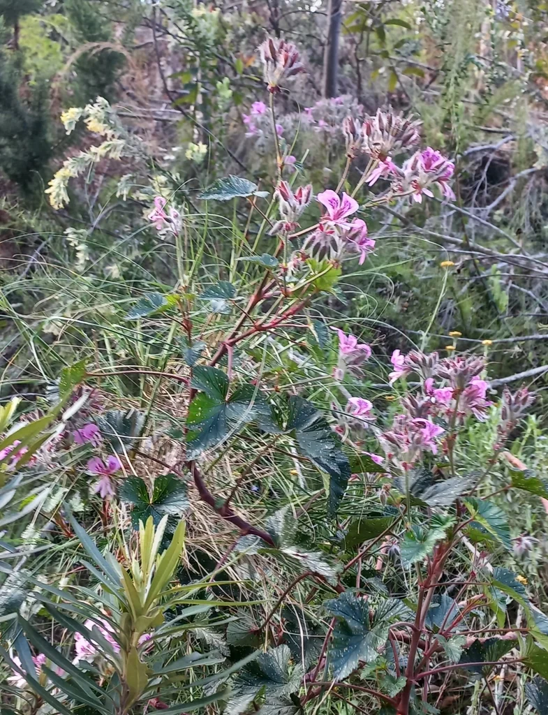 Pelargonium Cordifolium