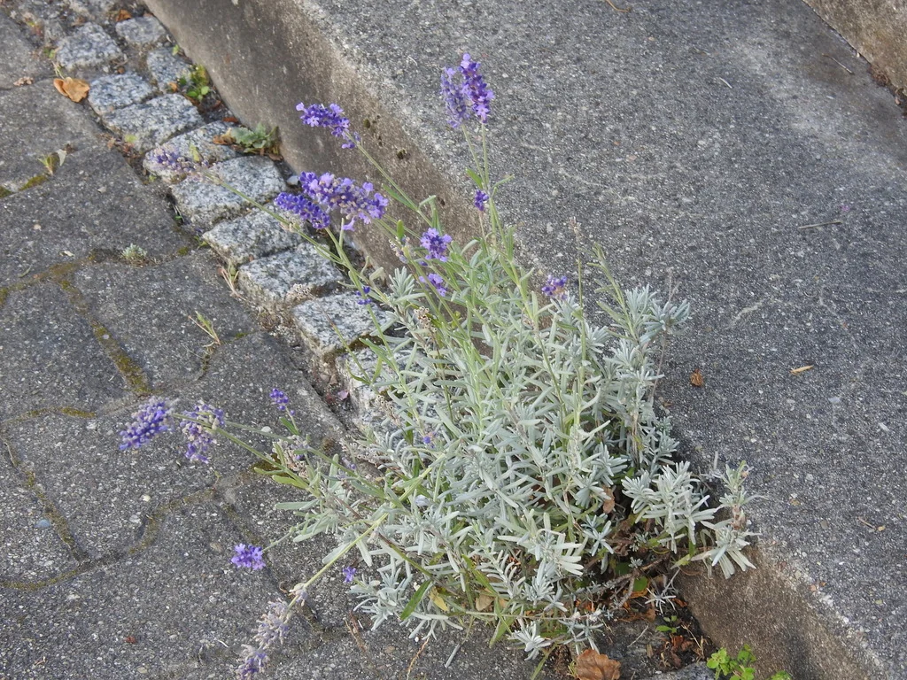 Lavandula angustifolia