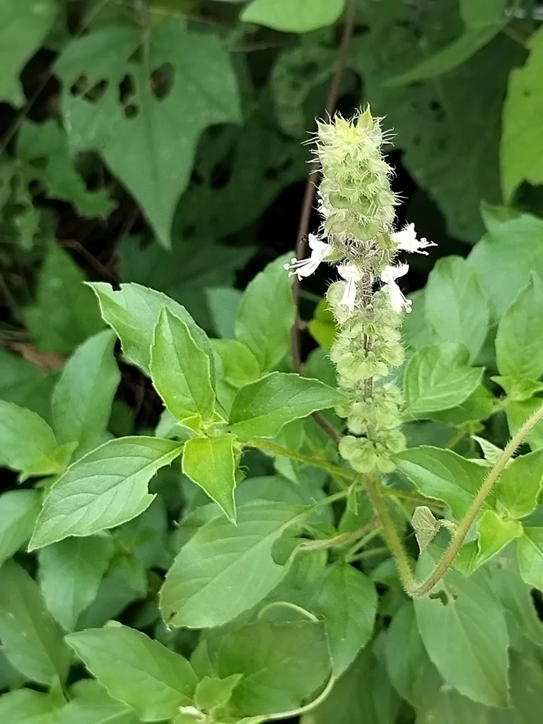 Ocimum basilicum