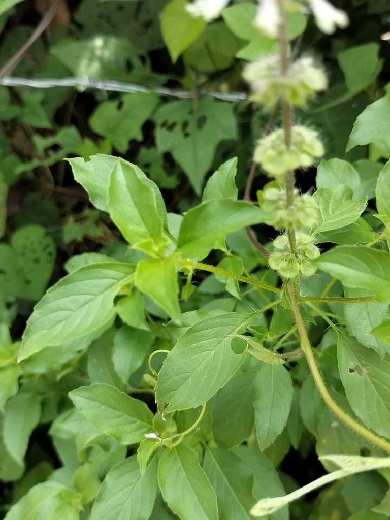 Ocimum basilicum