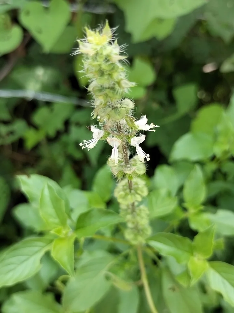 Ocimum basilicum