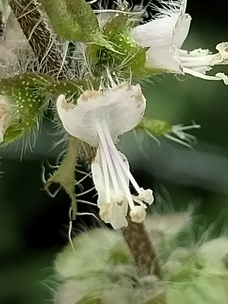 Ocimum basilicum