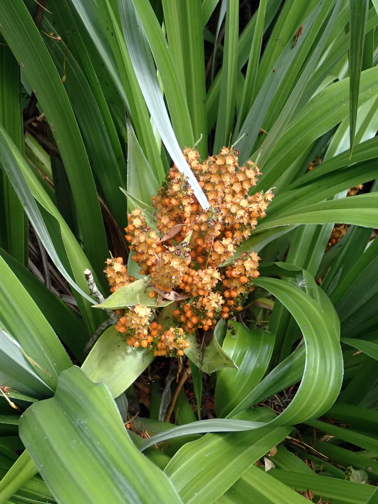 Astelia Chathamica
