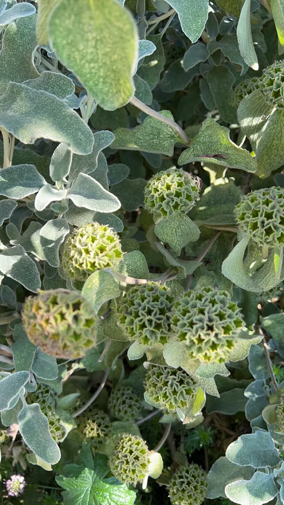 Phlomis Fruticosa