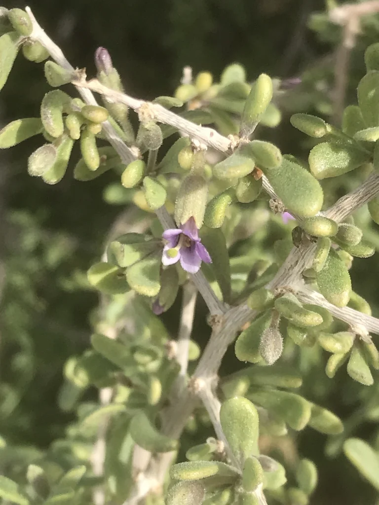 Lycium Fremontii