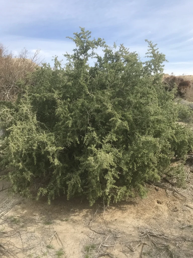 Lycium Fremontii