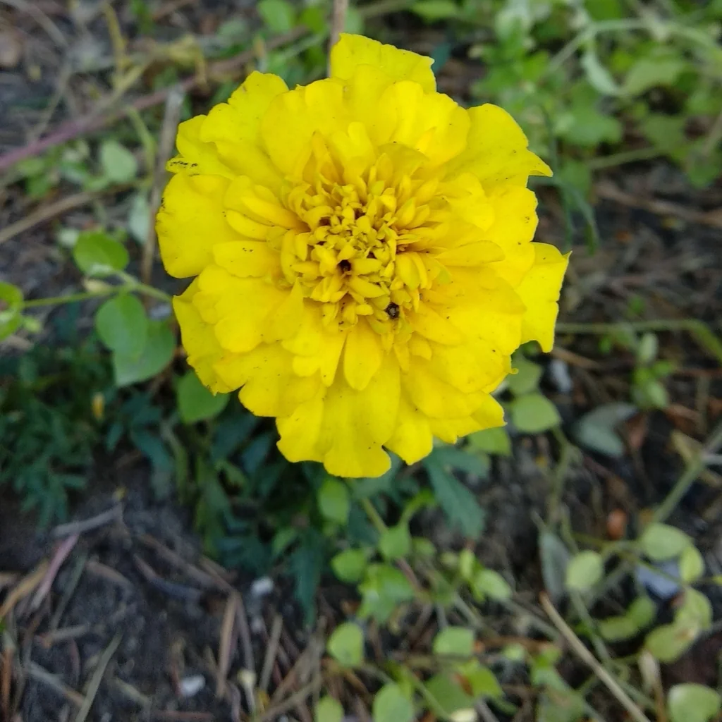 Tagetes Patula