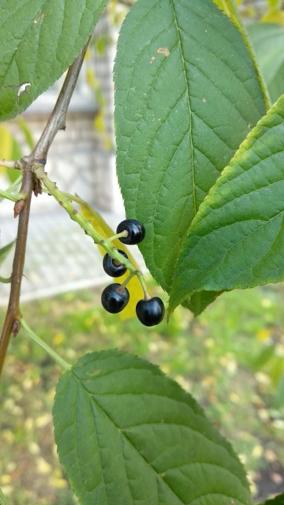 Prunus Maackii