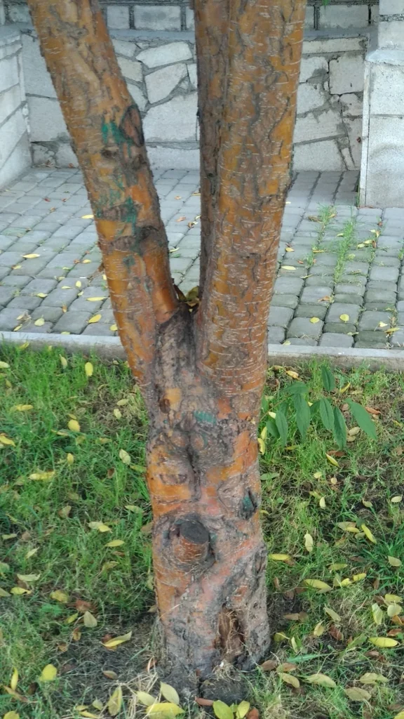 Prunus Maackii
