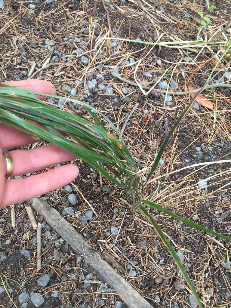 Anemanthele Lessoniana