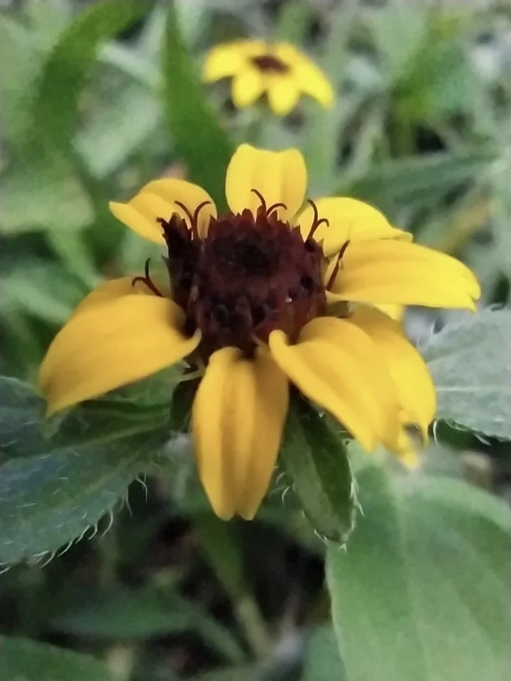 Sanvitalia procumbens