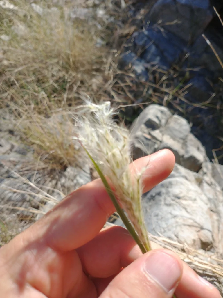 Bothriochloa Barbinodis