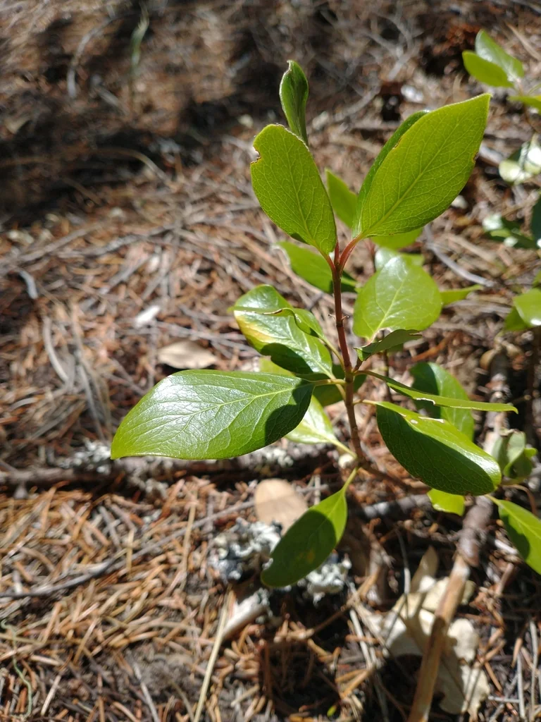 Garrya Fremontii
