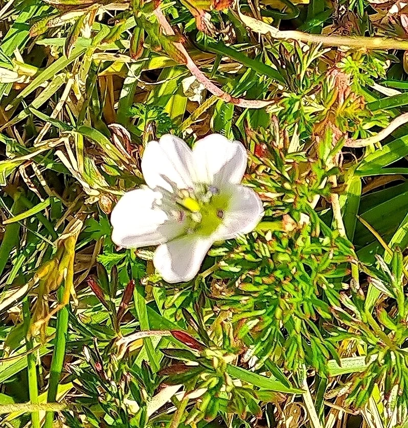 Geranium Incanum