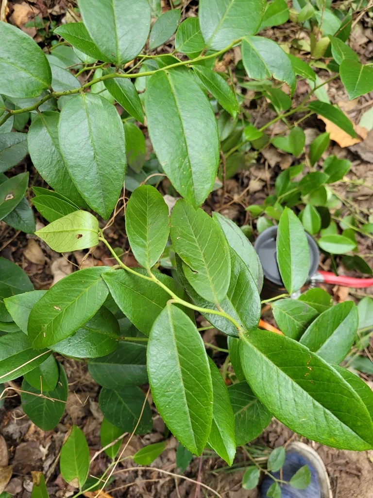 Leucothoe axillaris