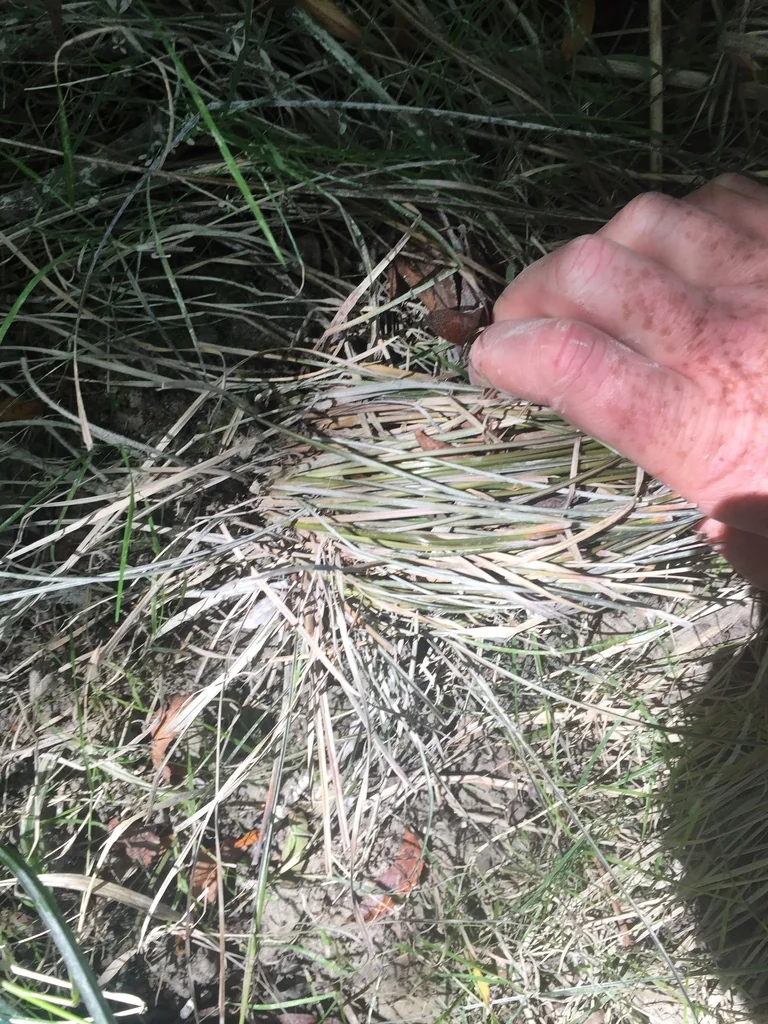 Carex Flagellifera