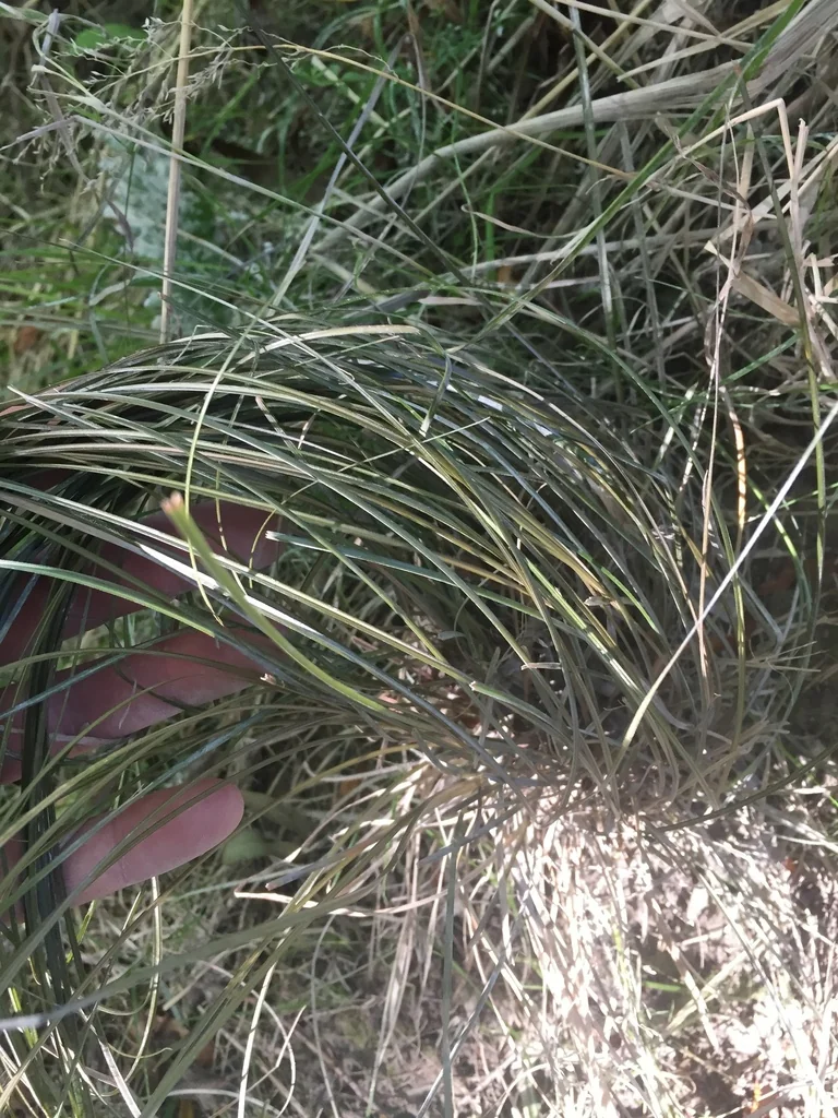 Carex Flagellifera