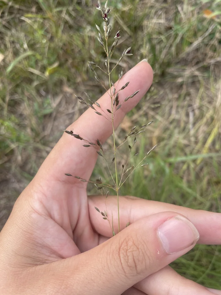 Sporobolus Heterolepis