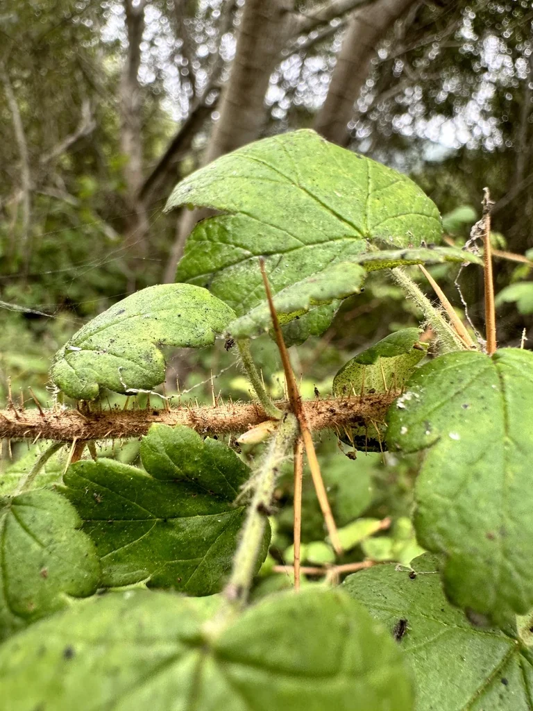 Ribes Menziesii