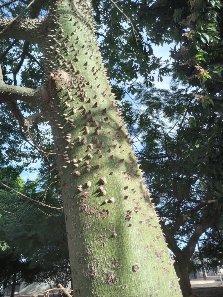 Ceiba Speciosa
