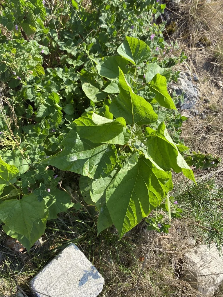 Catalpa Bignonioides