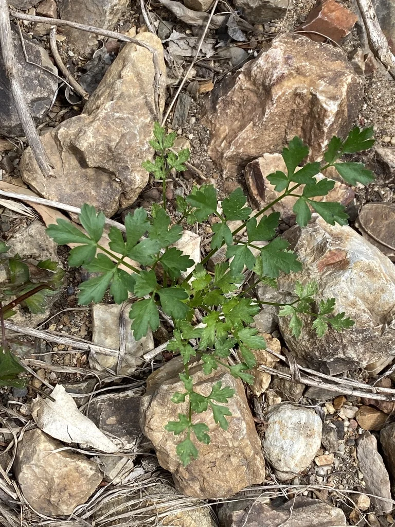 Petroselinum Crispum