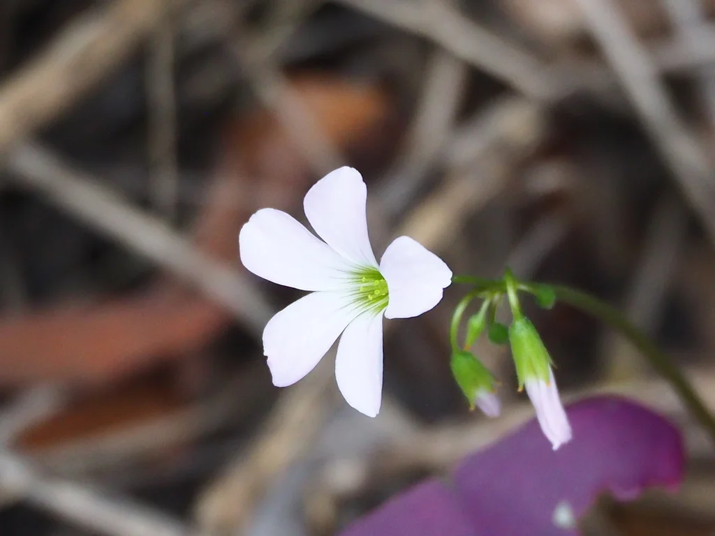Oxalis Triangularis