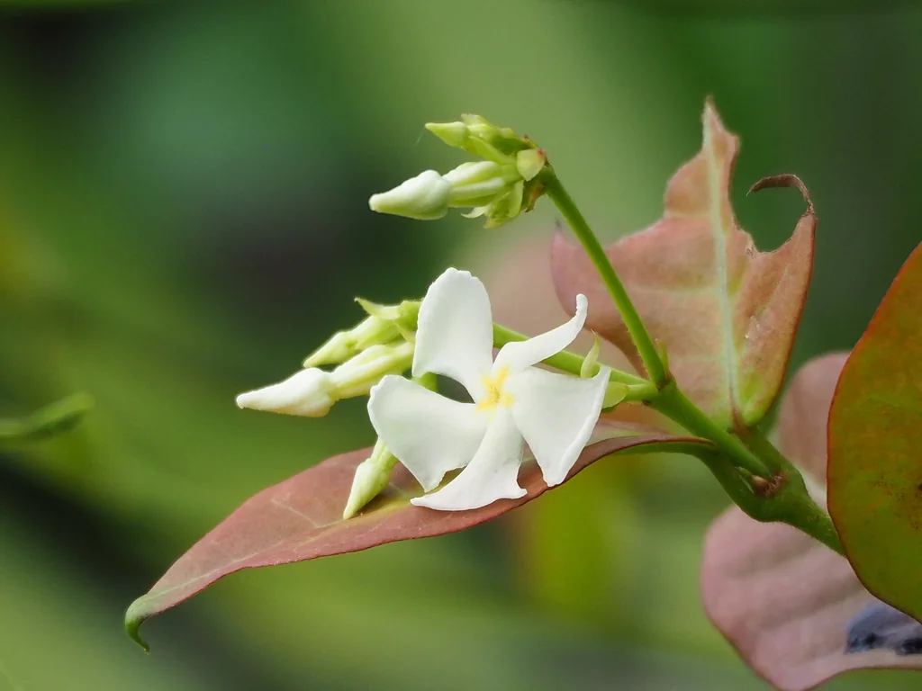 Trachelospermum Jasminoides