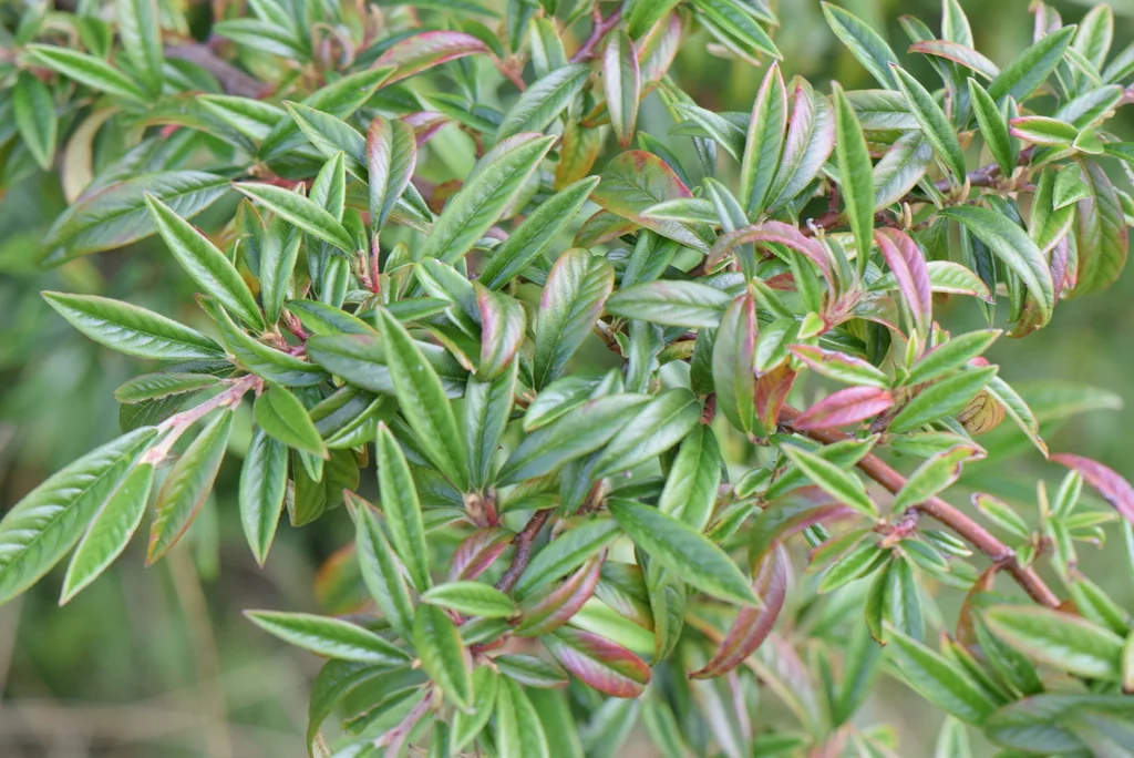 Cotoneaster Salicifolius