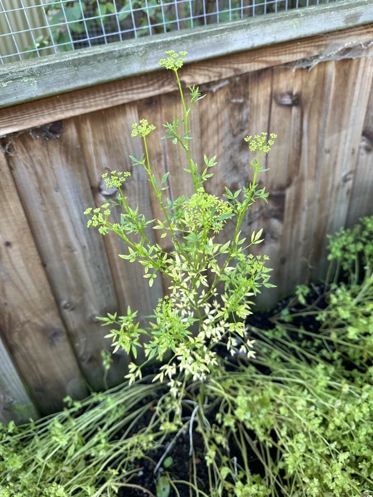 Petroselinum Crispum