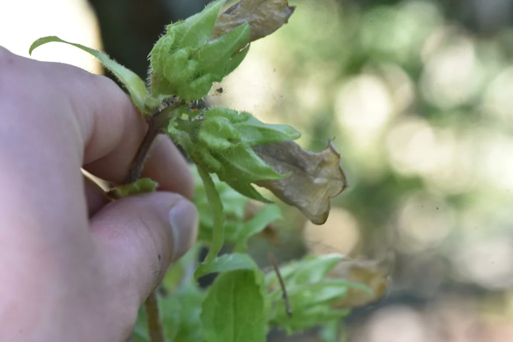 Campanula Medium