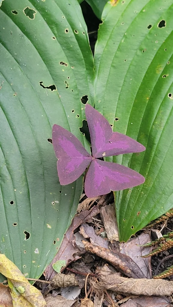 Oxalis Triangularis