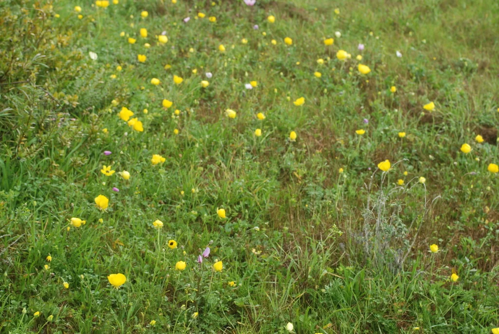 Ranunculus Asiaticus