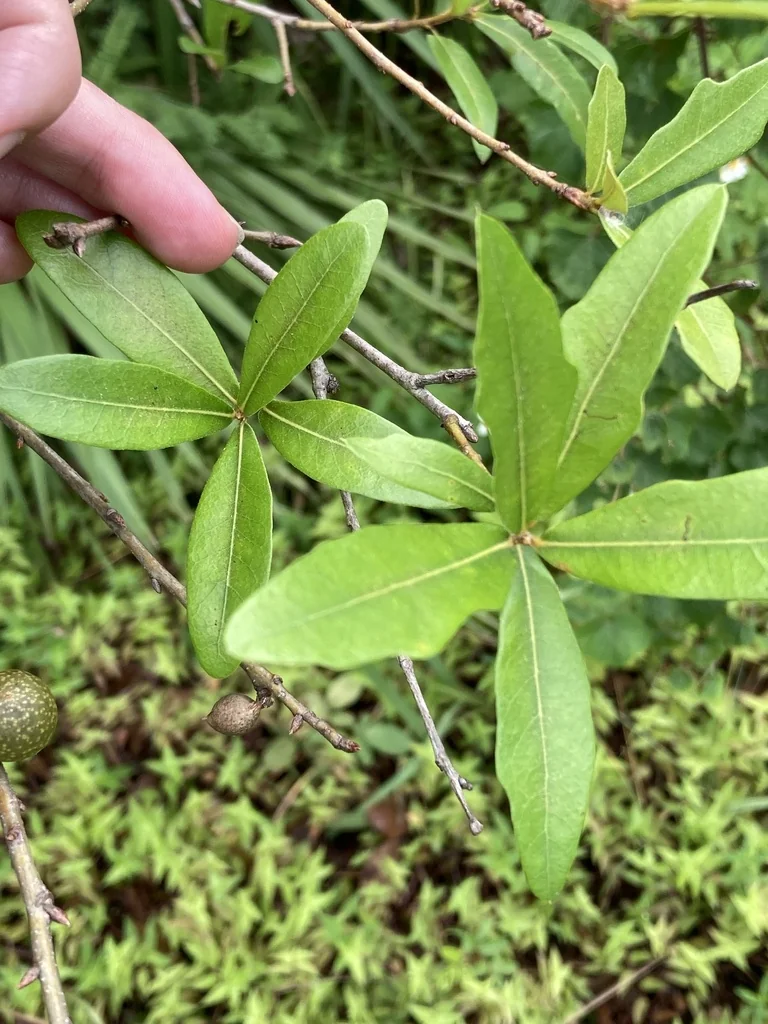 Quercus laurifolia