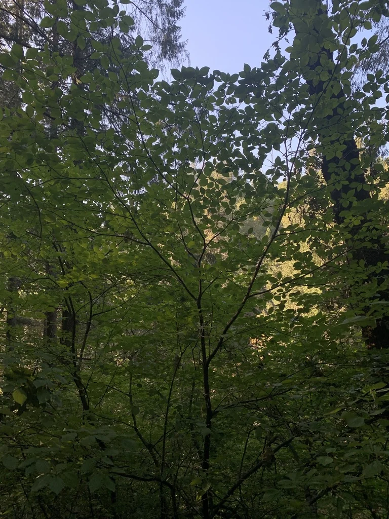 Cornus Sessilis