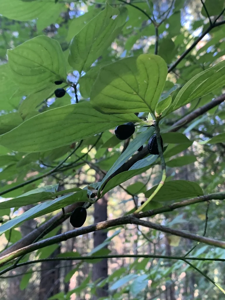 Cornus Sessilis