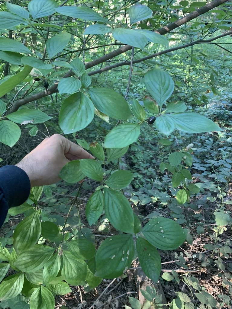 Cornus Sessilis