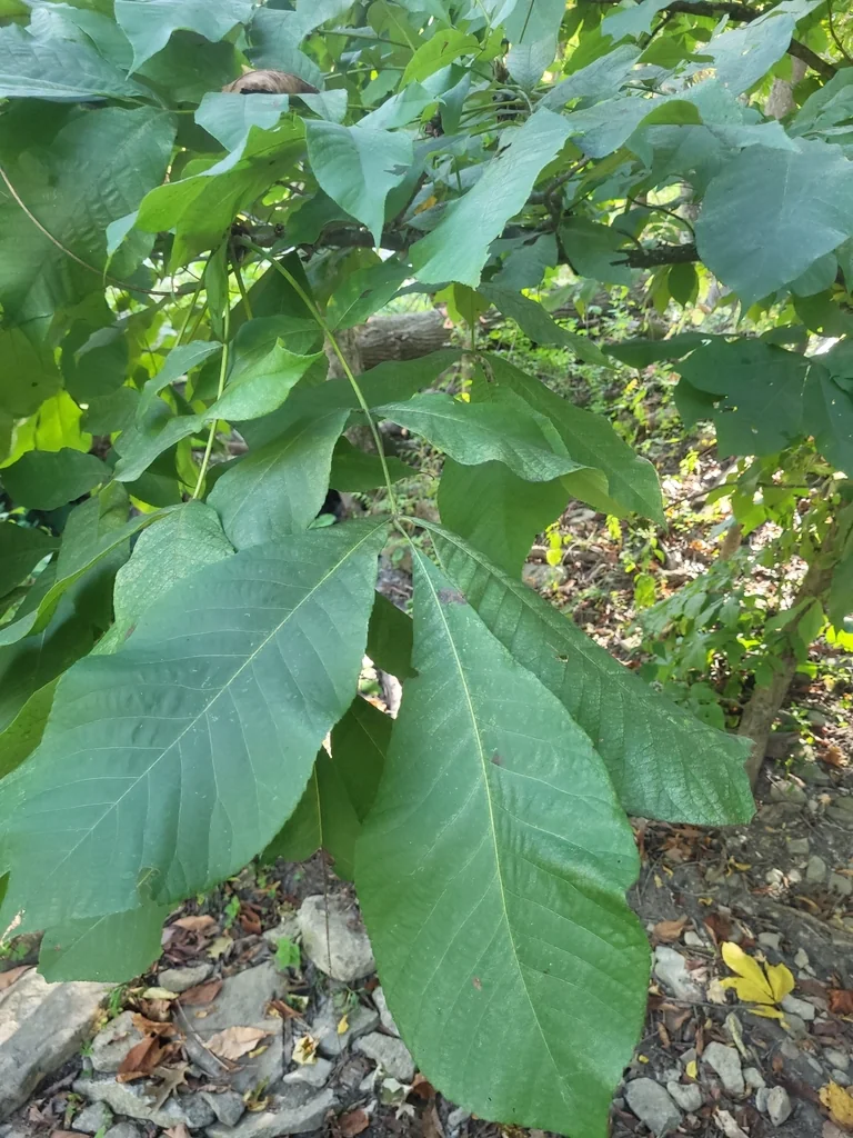 Carya Laciniosa
