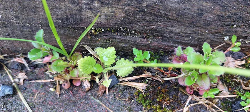 Primula Malacoides