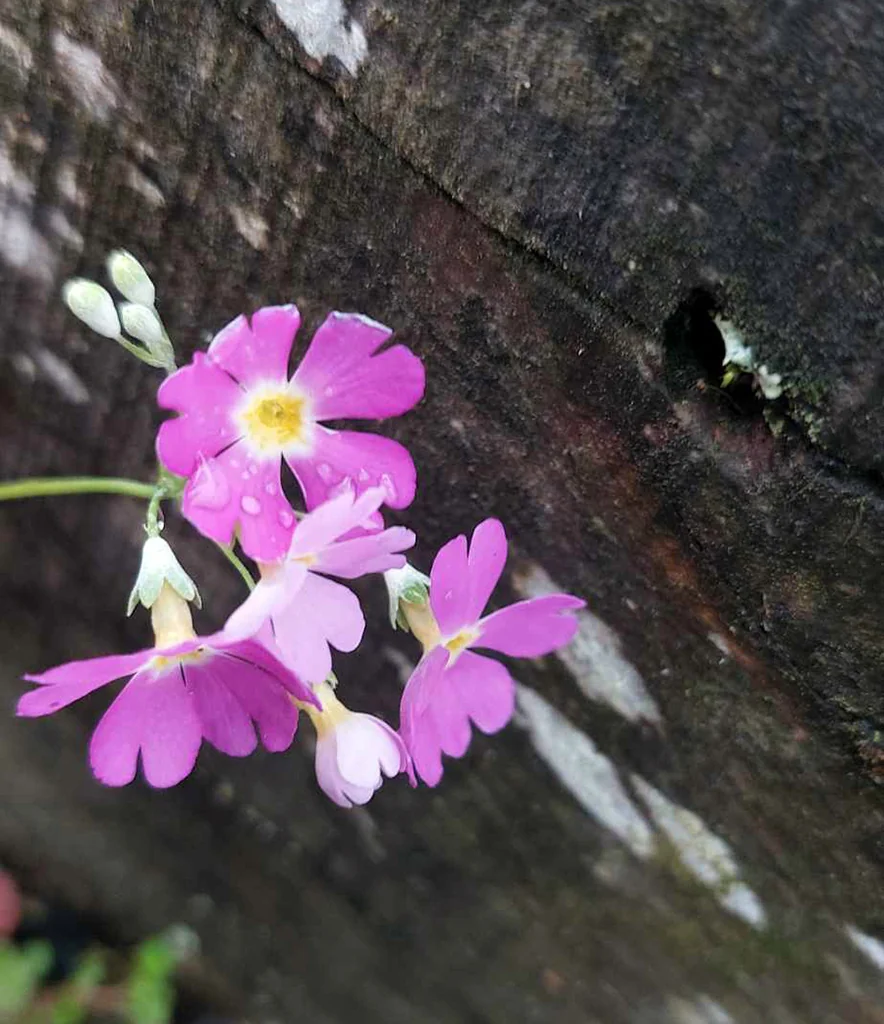 Primula Malacoides