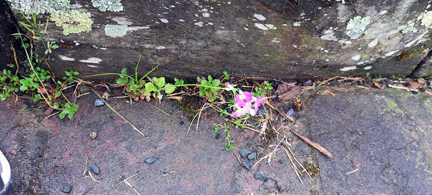 Primula Malacoides