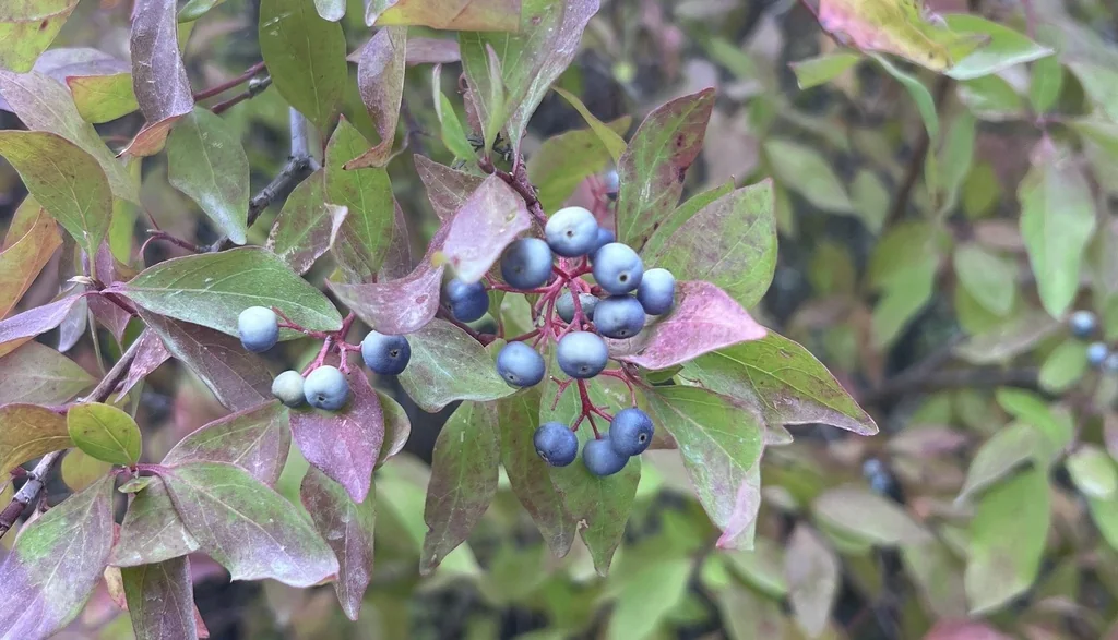 Cornus Glabrata