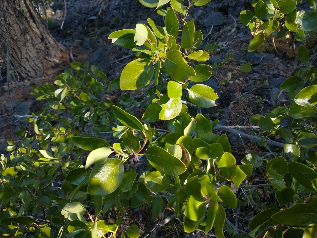 Garrya Fremontii